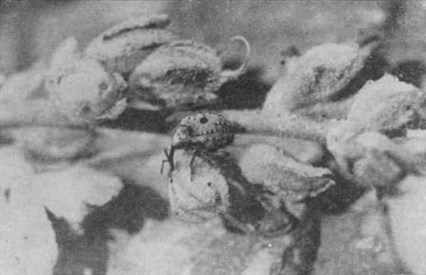 Насекомые защищаются - _141b.jpg