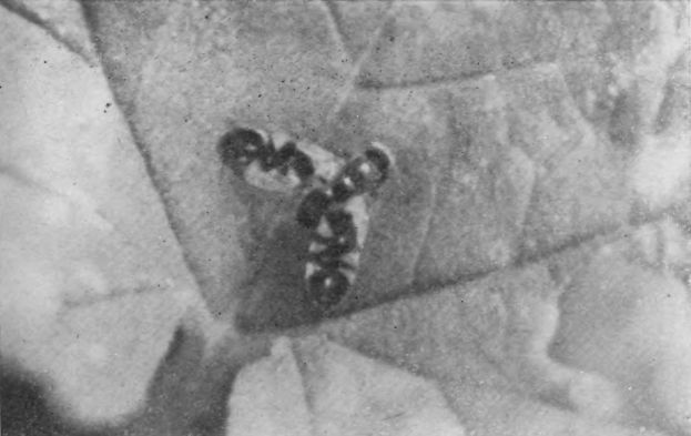 Насекомые защищаются - _149.jpg