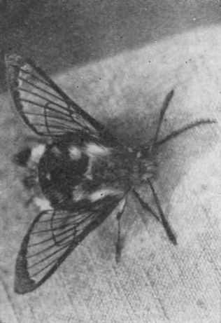 Насекомые защищаются - _159.jpg