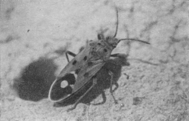 Насекомые защищаются - _155b.jpg