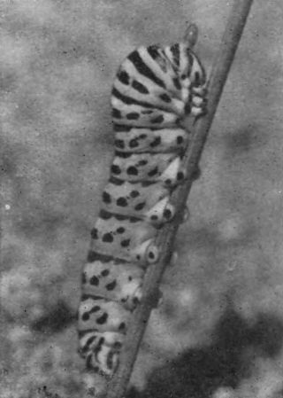 Насекомые защищаются - _168.jpg