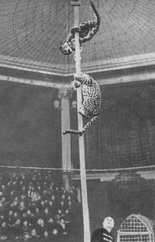 Ты покоришься мне, тигр! - _.jpg_3