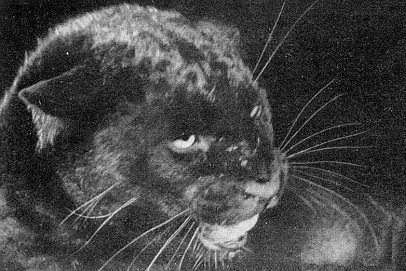 Ты покоришься мне, тигр! - _.jpg_4