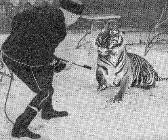 Ты покоришься мне, тигр! - _.jpg_9