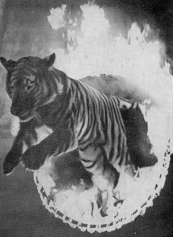 Ты покоришься мне, тигр! - _.jpg_10