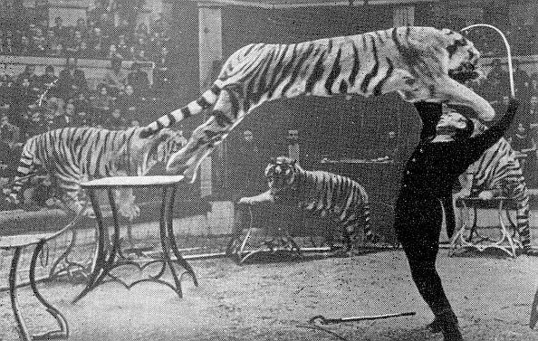 Ты покоришься мне, тигр! - _.jpg_11