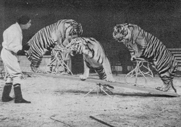 Ты покоришься мне, тигр! - _.jpg_13