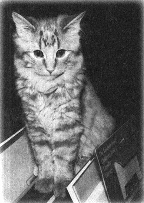 Девять жизней Дьюи. Наследники кота из библиотеки, который потряс весь мир - i_001.jpg