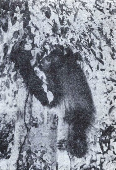 Орангутан - or07.jpg