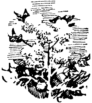 По светлому следу - _14.png