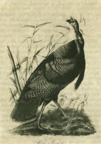 Приключения знаменитых книг - i_071.jpg