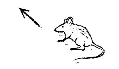 Пташка Мэй среди звезд - i_003.jpg