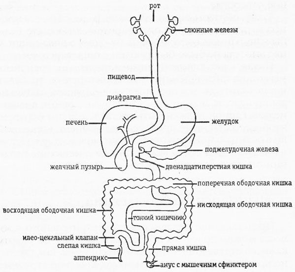 Раздельное питание. Новый подход к диете и здоровому питанию - img6B75.jpg