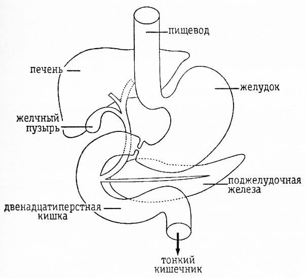 Раздельное питание. Новый подход к диете и здоровому питанию - img9193.jpg
