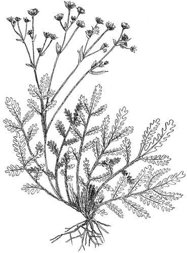 Арабески ботаники. Книга вторая: Томские корни - lapchatka.jpg