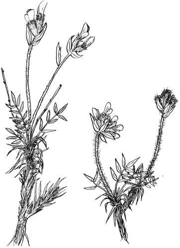 Арабески ботаники. Книга вторая: Томские корни - ostrolodochnik.jpg