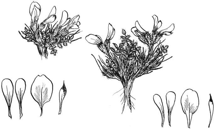 Арабески ботаники. Книга вторая: Томские корни - ostrolodochnik2.jpg