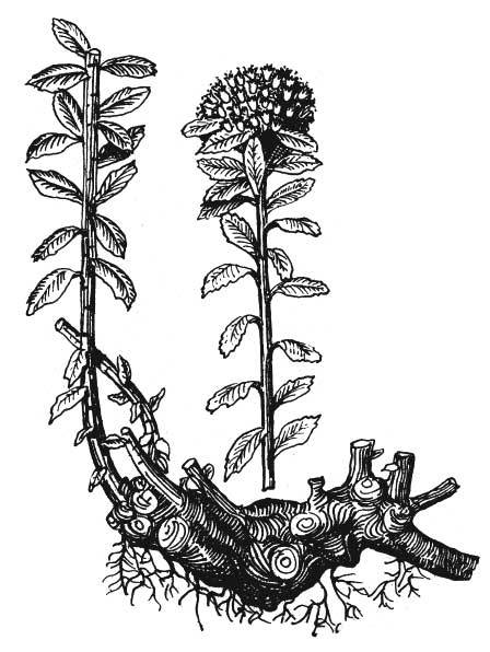 Арабески ботаники. Книга вторая: Томские корни - radiola.jpg