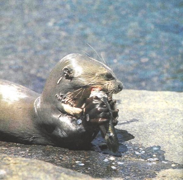 Человек — ты, я и первозданный - any2fbimgloader15.jpg