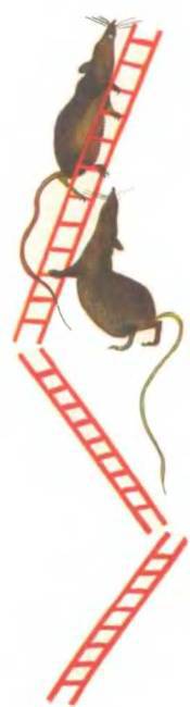 Рукокрылые, приматы, неполнозубые, панголины, зайцеобразные, грызуны, китообразные, ластоногие, трубкозубые, даманы, сирены и хоботные - i_144.jpg