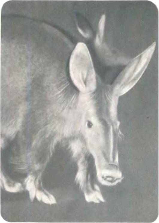 Рукокрылые, приматы, неполнозубые, панголины, зайцеобразные, грызуны, китообразные, ластоногие, трубкозубые, даманы, сирены и хоботные - i_148.jpg