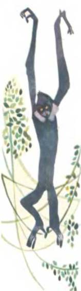 Рукокрылые, приматы, неполнозубые, панголины, зайцеобразные, грызуны, китообразные, ластоногие, трубкозубые, даманы, сирены и хоботные - i_324.jpg