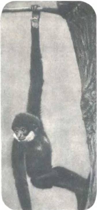 Рукокрылые, приматы, неполнозубые, панголины, зайцеобразные, грызуны, китообразные, ластоногие, трубкозубые, даманы, сирены и хоботные - i_326.jpg