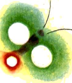 Насекомые. Пауки - i_191.jpg