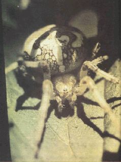 Насекомые. Пауки - i_299.jpg