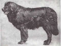 Домашние животные - i_018.jpg