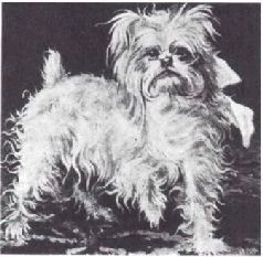 Домашние животные - i_039.jpg