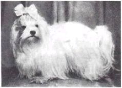 Домашние животные - i_040.jpg