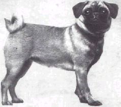 Домашние животные - i_041.jpg