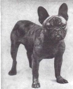 Домашние животные - i_042.jpg