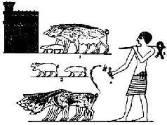 Домашние животные - i_157.jpg