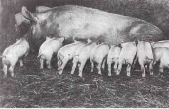 Домашние животные - i_158.jpg