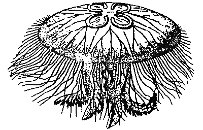 Животные анализируют мир - i_009.png