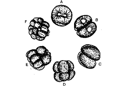 Животные анализируют мир - i_021.png