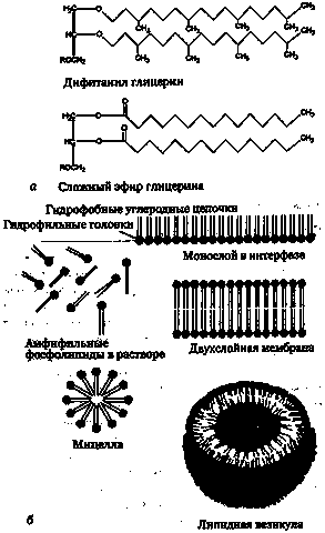 Эволюция Вселенной и происхождение жизни - img85A9.png