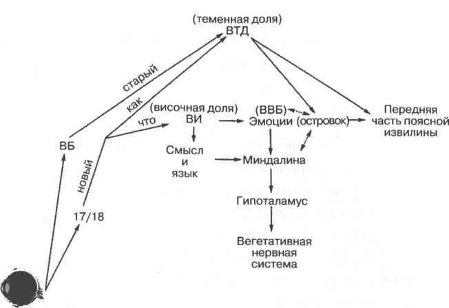 Мозг рассказывает.Что делает нас людьми - _45.jpg