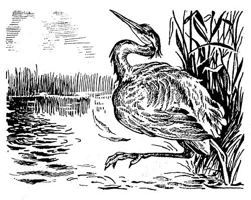 История барсучихи - i_013.jpg