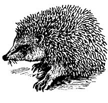 История барсучихи - i_037.jpg