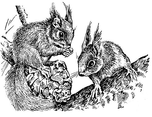 История барсучихи - i_038.jpg