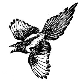 История барсучихи - i_047.jpg