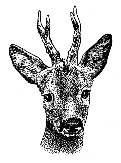 Мой тайный мир - i_014.jpg