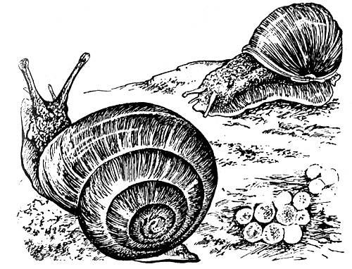 Мой тайный мир - i_027.jpg