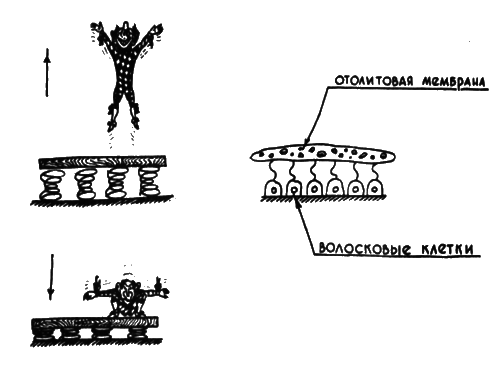 В мире запахов и звуков - i_033.png