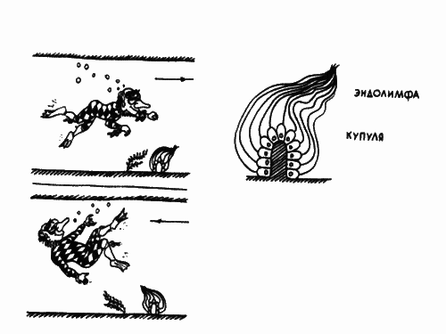 В мире запахов и звуков - i_034.png