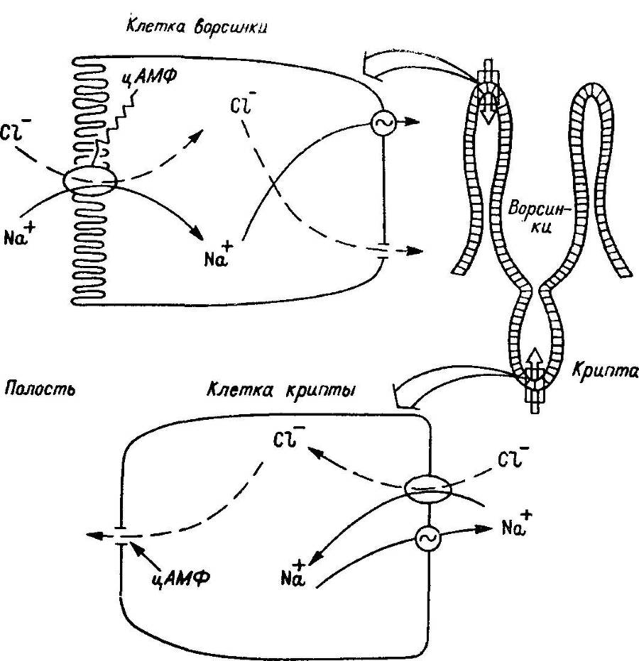 Естественные технологии биологических систем - _35.jpg