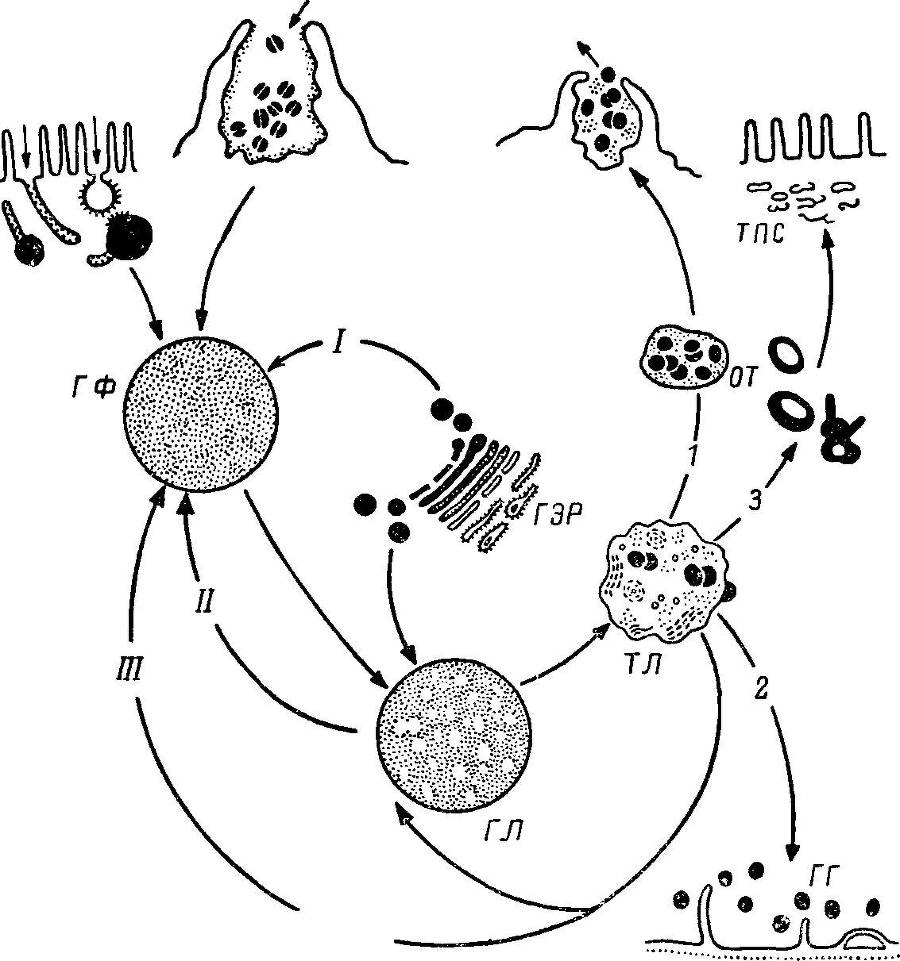 Естественные технологии биологических систем - _22.jpg